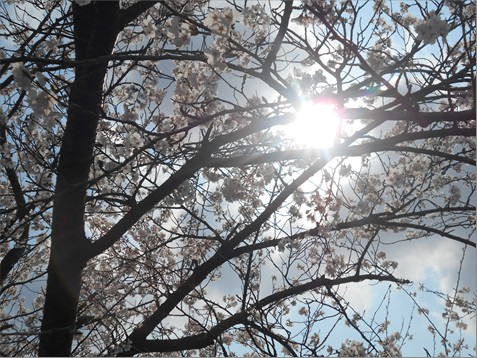 お花見へ行きました！
